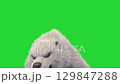 monstrous polar bear green screen attacks roar 3d rendering animation  129847288