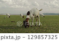 goat grazing grass on field near the river 129857325