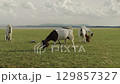 goat grazing grass on field near the river 129857327