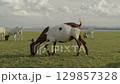 slow motion of goat grazing grass on field near the river 129857328
