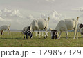 goat grazing grass on field near the river 129857329