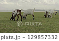 goat grazing grass on field near the river 129857332