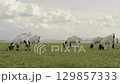 goat grazing grass on field near the river 129857333