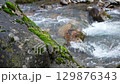 Slow motion 25 fps video with horizontal camera rotation overlooking huge stone block in foreground, which is overgrown with green moss, lichen, plants. In background, turbulent mountain river flows 129876343
