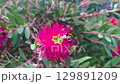 Bees pollinating on vibrant pink flower in lush greenery 129891209