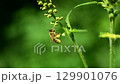 蜜蜂勤奮地採集花粉並製作花粉球 129901076