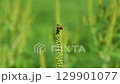 蜜蜂製作花粉球的特寫鏡頭 129901077