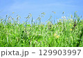 秋日景象，狐尾草搖曳 129903997