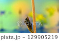 アゲハ蝶　蛹から成虫誕生（5倍速58秒動画） 129905219