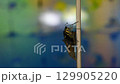 アゲハ蝶　蛹から成虫誕生（倍速） 129905220