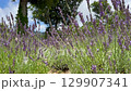 4k 薰衣草花田與肥皂泡（固定） 129907341