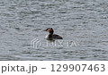 鳳頭鸊鷉在河裡游泳 129907463