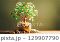Money plant growth coins falling finance concept 129907790