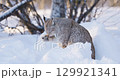 Wild Lynx Grooming in Snowy Scandinavia 129921341