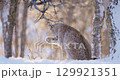 Eurasian Lynx Grooming in a Winter Forest 129921351
