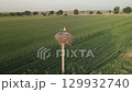 Aerial view of white stork feeding young chicks in nest atop high pole 129932740