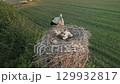 Aerial view of stork with nestlings in tall nest surrounded by green fields 129932817