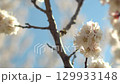 Bee collecting nectar from blooming apple branch - spring macro shot 129933148