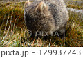 袋熊吃草 129937243
