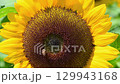 sunflower	 129943168
