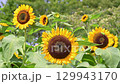 sunflower	 129943170