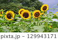 sunflower	 129943171