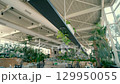 The greenhouse with many plants. 129950055