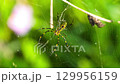 Colorful nephila clavata spider on its web. South Korea. 129956159