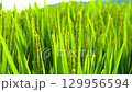 Rice. A large area of rice seedlings growing in the fields of Korea. 129956594
