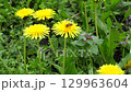 A bee flies from one flowering dandelion to another in the process of pollination 4K video  129963604