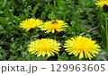 A brown bee covered in pollen collects nectar on a yellow flower extreme closeup video in 4K resolution 129963605