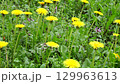 Panoramic Closeup Video Of Dandelion Flowers On A Green Lawn In 4K Resolution 129963613