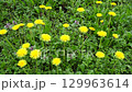 Blooming Dandelions On A Green Meadow Sways Under Light Wind 4K Video 129963614