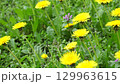 Bright Yellow Flowers Of Blossoming Dandelion In Juicy Grass Side View Closeup 4K Video  129963615