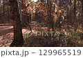 Sunlight filtering through colorful autumn foliage in a tranquil forest 129965519
