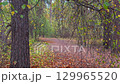 Pathway winding through an autumn forest 129965520