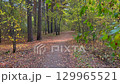Autumn forest path with fallen leaves 129965521