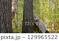 Couple playing hide and seek in an autumn forest 129965522