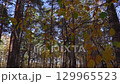 Autumn leaves gently swaying in the breeze in a sunny forest 129965523