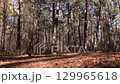 Autumn forest ground covered with dry fallen leaves 129965618
