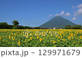 Nishi-Oyama Station, Kagoshima Prefecture, where sunflowers bloom 129971679