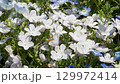 ネモフィラ 129972414