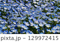 ネモフィラ 129972415