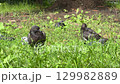 Group of Pigeons Sitting on Lawn. Side View, Close Up Shot. 129982889