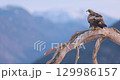 Golden eagle perched on a tree branch in the beautiful winter landscape over the fjords of Telemark, Norway 129986157