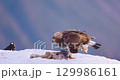 Golden eagle feeding in winter landscape over Telemark fjords, Norway 129986161