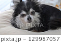 Chihuahuas relaxingly 129987057