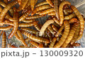Group of wireworms larvae of the click beetles 130009320