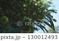青空と木陰に揺れる青栗、山口県の初夏を感じる風景 130012493