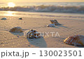 At the beach in the evening 130023501